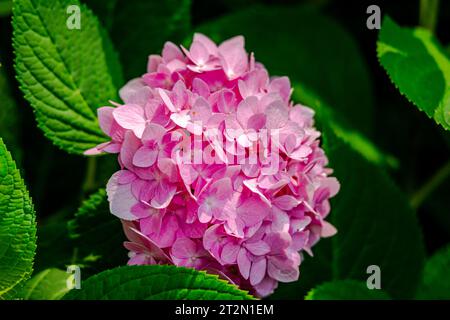 Pink hydrangea in the garden Stock Photo