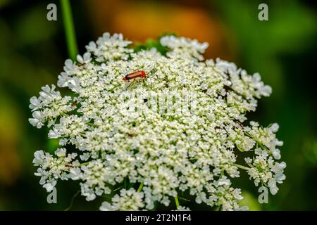 Queen Anne's Lace  The Backyard Arthropod Project