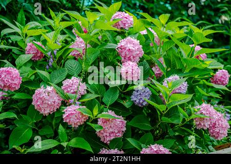 Pink hydrangea in the garden Stock Photo