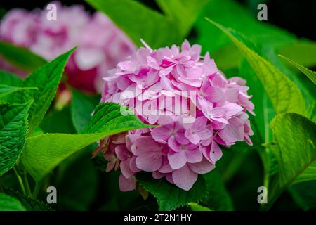 Pink hydrangea in the garden Stock Photo