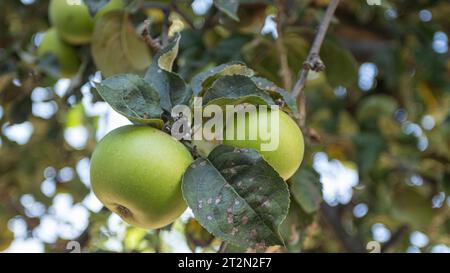 Two crisp green apples glistening in the sunlight, ready for the harvest Stock Photo