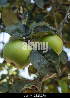 Two crisp green apples glistening in the sunlight, ready for the harvest Stock Photo