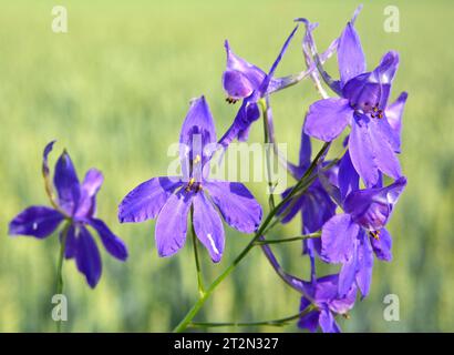 Consolida regalis blooms in the field among crops Stock Photo