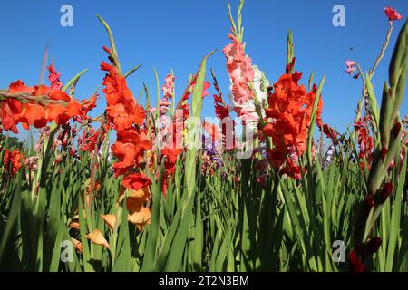 In the summer, gladiolus blooms on the flowerbed Stock Photo