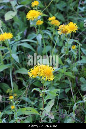 In the summer, the wild medicinal plant Pentanema britannicum (Inula britannica) blooms in the wild Stock Photo