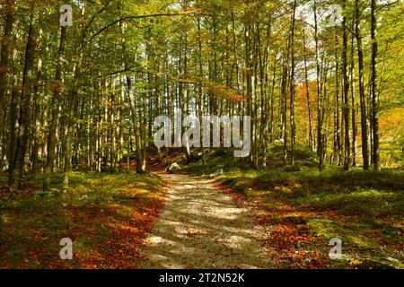 Gravel road leading through colorful autumn deciduous, broadleaf, beech (Fagus sylvatica) forest Stock Photo