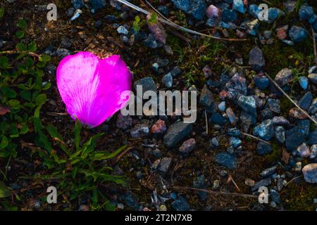 vivid Purple flower on the ground Stock Photo