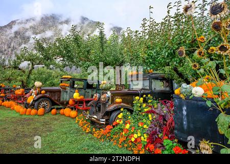 Vintage cars with Fall pumpkin display, Parsons Fruit Stand, Keremeos, British Columbia, Canada Stock Photo