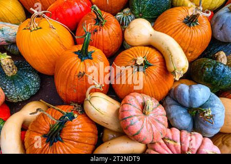 Autumn pumpkin squash display Stock Photo