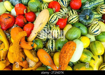 Autumn pumpkin squash display Stock Photo