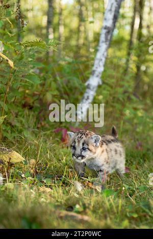 Cougar Kitten (Puma concolor) Walks Past Birch and Underbrush Autumn - captive animal Stock Photo