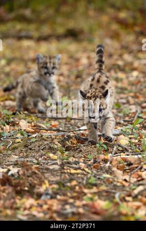 Cougar Kittens (Puma concolor) Chase Each Other Autumn - captive animals Stock Photo
