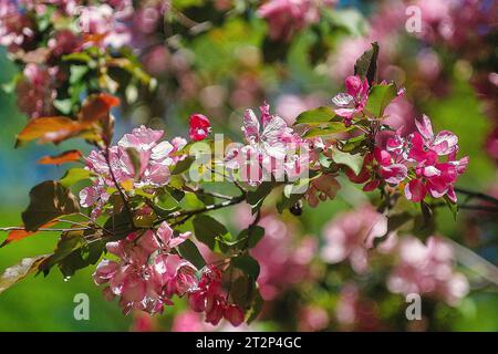 Pink flowers of an apple tree on a sunny spring day in the garden Stock Photo