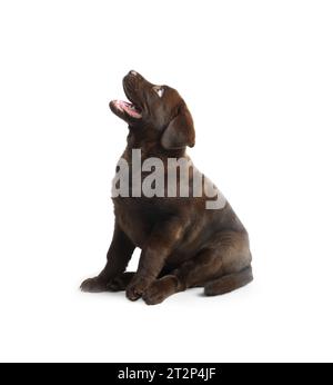 Cute chocolate Labrador Retriever puppy on white background Stock Photo