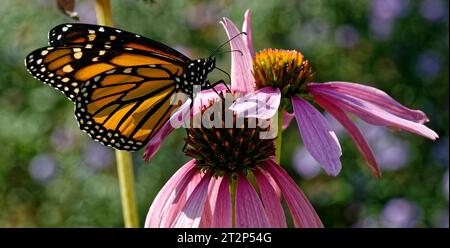 Early fall, this monarch butterfly is getting some more energy before ...