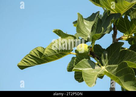 Unripe figs growing on tree against sky outdoors Stock Photo