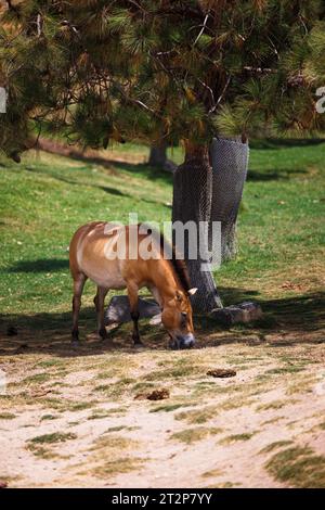 male asian horse grazes under a tree Stock Photo