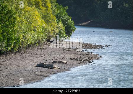 A mated pair of large saltwater crocodiles lie sun-baking on the mudflats of the tidal Mowbray River in Tropical Queensland in Australia. Stock Photo