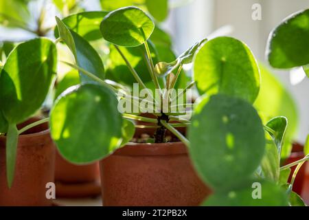 Ceropegia woodii houseplant with long heart shaped leaves in terracotta pot at sunlight closeup Stock Photo