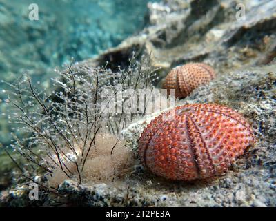 Sea urchin shell on a rock at sea bottom, underwater shot of popular souvenir from vacation Stock Photo