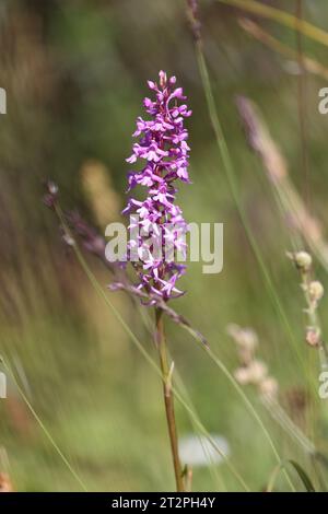 short-spurred fragrant orchid in a summer meadow Stock Photo