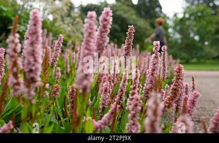 close-up of a flower bed with knotweed flowers (Bistorta affinis) Stock Photo