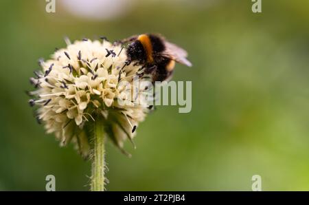 a bumblebee collecting nectar from an Alpine leek, or victory onion (Allium victorialis) Stock Photo