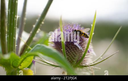 a hoverfly feeding on a milk thistle flower (Sylibum marianum) Stock Photo