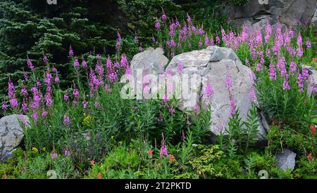 pretty fireweed wildflowers next to a boulder along the trail up to lake isabelle in indian peaks wilderness area, near brainard lake, colorado Stock Photo