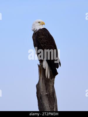closeup of magnificent bald eagle in a cottonwood tree in a pond in  bosque del apache national wildlife refuge, near socorro, in southern new mexico Stock Photo