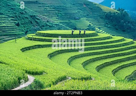 Flower Hmong women in the rice terraces of Mu Cang Chai, Yen Bai, Vietnam Stock Photo