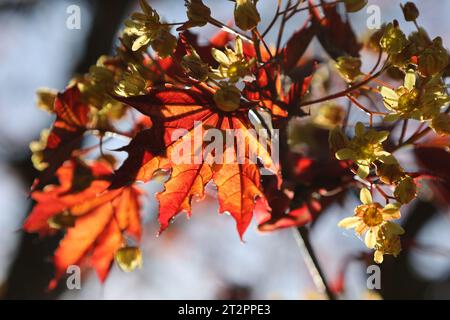 Branch of a tree with yellow flowers and green leaves in autumn Stock Photo