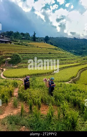 Flower Hmong women in the rice terraces of Mu Cang Chai, Yen Bai, Vietnam Stock Photo