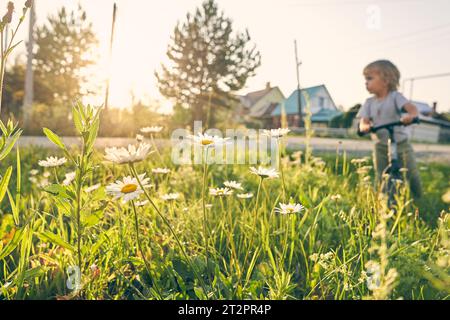 Chamomile spring floral sky landscape. Summer daisy. An active child has fun. A charming child on a bicycle. The concept of country life. High quality photo Stock Photo