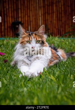 Tricolor cat posing with amazing eyes Stock Photo