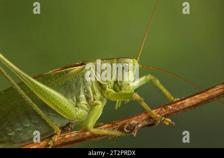 Detailed closeup on the great green bush-cricket, Tettigonia viridissima Stock Photo