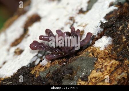 Natural closeup on a small purple jellydisc fungus, Ascocoryne sarcoides Stock Photo