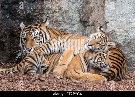 Bild Motiv: Sumatra Tiger Mayang Luise und LotteZoologischer Garten Archivfoto Berlin/19.10.23 Sumatra-Tiger Luise und Lotte ziehen vom Tierpark in den Zoo Berlin Die zwei Großkatzen sind in Berlin keine Unbekannten: Sumatra-Tiger Luise und Lotte kamen am 1. September 2022 im Tierpark Berlin zur Welt und haben nun, auf Empfehlung des EEP ein neues Zuhause im Zoo Berlin gefunden. Ihre Geburt war ein besonderes Ereignis, denn Sumatra-Tiger werden von der Weltnaturschutzunion IUCN als akut vom Aussterben bedroht eingestuft. Laut aktuellen Schätzungen sind weltweit aktuell nur noch 400-600 diese Stock Photo