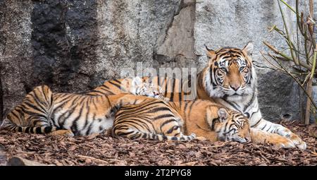 Bild Motiv: Sumatra Tiger Mayang Luise und LotteZoologischer Garten Archivfoto Berlin/19.10.23 Sumatra-Tiger Luise und Lotte ziehen vom Tierpark in den Zoo Berlin Die zwei Großkatzen sind in Berlin keine Unbekannten: Sumatra-Tiger Luise und Lotte kamen am 1. September 2022 im Tierpark Berlin zur Welt und haben nun, auf Empfehlung des EEP ein neues Zuhause im Zoo Berlin gefunden. Ihre Geburt war ein besonderes Ereignis, denn Sumatra-Tiger werden von der Weltnaturschutzunion IUCN als akut vom Aussterben bedroht eingestuft. Laut aktuellen Schätzungen sind weltweit aktuell nur noch 400-600 diese Stock Photo