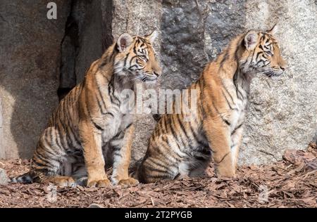 Bild Motiv: Sumatra Tiger Luise und LotteZoologischer Garten Archivfoto Sumatra-Tiger Luise und Lotte ziehen vom Tierpark in den Zoo Berlin Die zwei Großkatzen sind in Berlin keine Unbekannten: Sumatra-Tiger Luise und Lotte kamen am 1. September 2022 im Tierpark Berlin zur Welt und haben nun, auf Empfehlung des EEP ein neues Zuhause im Zoo Berlin gefunden. Ihre Geburt war ein besonderes Ereignis, denn Sumatra-Tiger werden von der Weltnaturschutzunion IUCN als akut vom Aussterben bedroht eingestuft. Laut aktuellen Schätzungen sind weltweit aktuell nur noch 400-600 dieser majestätischen Tiere in Stock Photo