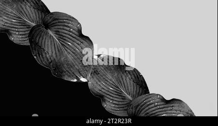 A combination of large Hosta plant leaf fragments on a monochrome background. Black and white. Minimal composition. Exclusive wallpaper. Copy space Stock Photo