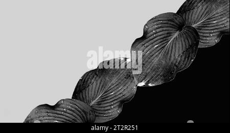 A combination of large Hosta plant leaf fragments on a monochrome background. Black and white. Minimal composition. Exclusive wallpaper. Copy space Stock Photo