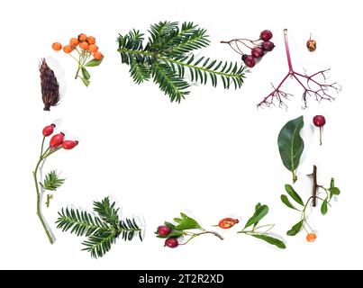 Natural frame from evergreen branches, fruits and leaves, holiday greeting card for Christmas or Thanksgiving on a white background, flat lay with lar Stock Photo