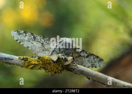 Detailed closeup on the white version of the Peppered moth, Biston betularia Stock Photo