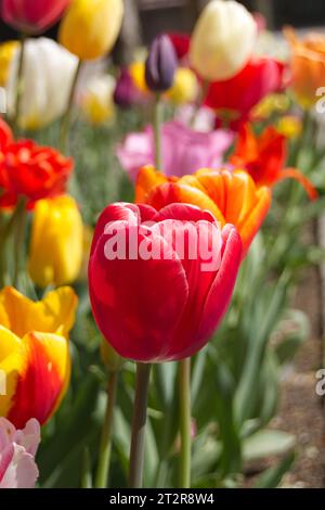 Tulpenbeet Stock Photo