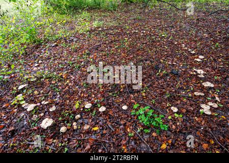 A fairy ring in woodland during October or autumn, poison pie fungi toadstools mushrooms (Heboloma crustuliniforme) growing in a circle Stock Photo