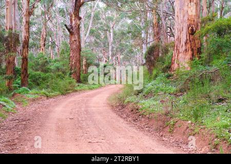 A gravel road through karri forest with green foliage understorey near Augusta in the south-west region of Western Australia. Stock Photo