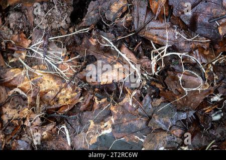 Fungal mycelium, white threads of a fungus in leaf litter in woodland, England, UK, autumn Stock Photo