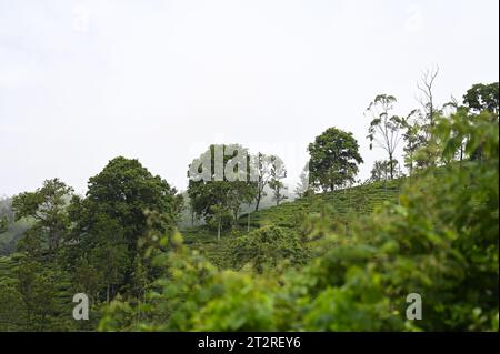 A beautiful mountain Landscape from Gudallur, Tamil nadu Stock Photo