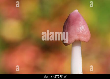 Rare Pink Waxcap - Porpolomopsis calyptriformis Stock Photo
